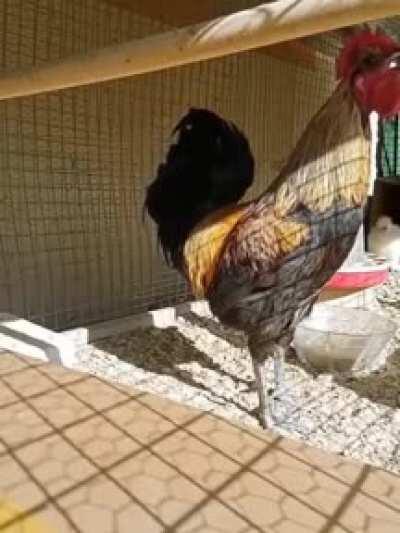 Rooster crowing continuously
