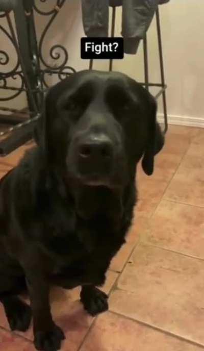 Doggo does happy derps when their human finally says “eat.”