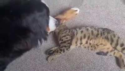 These two don’t let size get in the way of cuddles. (67kg Bernese and 4.5 kg Bengal)