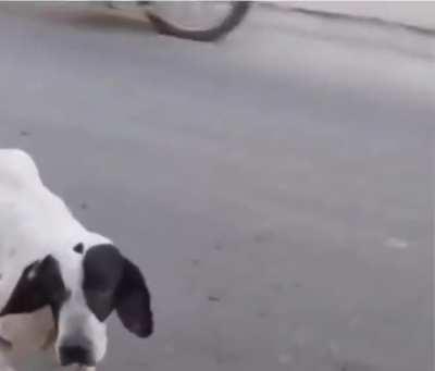 The dog cheats to get food