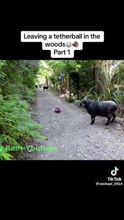 Wikd Ram vs Wild Tetherball 