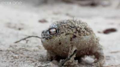 Kenny the tiny ferocious frog.