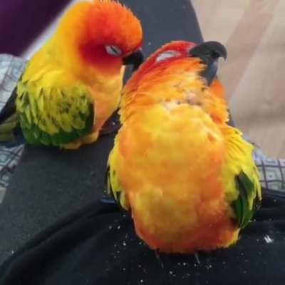 sleepybirb