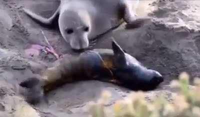🔥 The result of a mother seal who gave birth when she saw that her baby, which she thought was dead, is alive