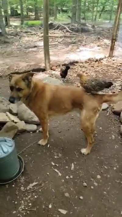 My dog and my favorite chicken have an interesting relationship