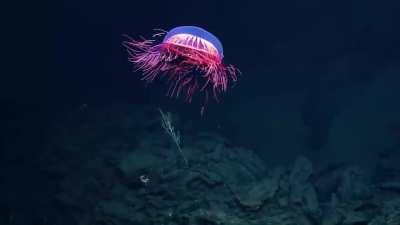 🔥 A Halitrephes, commonly known on the internet as the firework Jellyfish