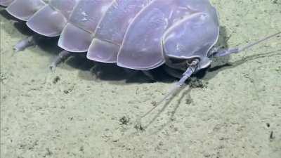 Giant deep-sea isopod