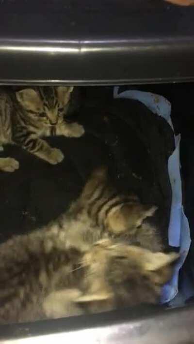 Royal Rumble Pointy Tailed Edition