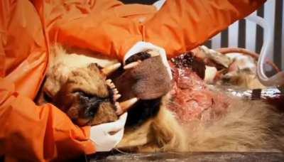 Making a dead Lion roar