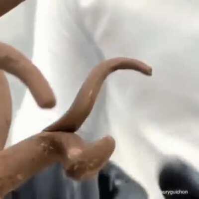 Sculpting a Chocolate Bonsai Tree