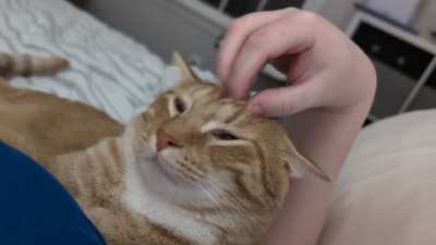 Morning head scritches, making me bend my hand reallllll weird 🧡