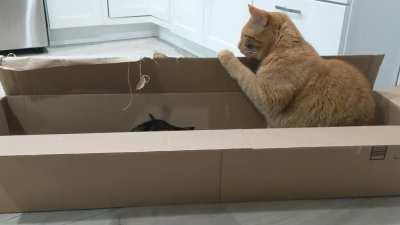 The littlest startle