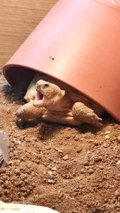 Finally caught Stanley yawning on camera!