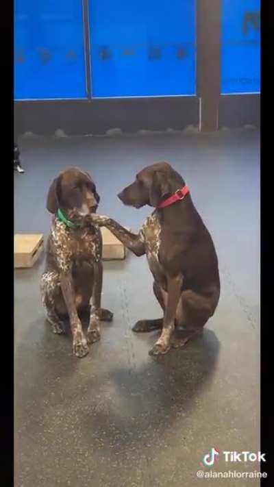 This is Ruby, and she likes to make new friends at the doggy daycare