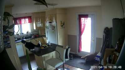 Roméo nous montre ses prouesses athlétiques, il y a quelques années