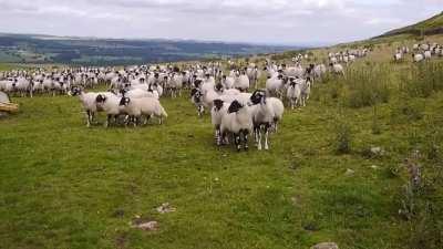 Bro where they going?