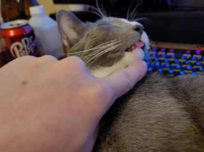 The blep is strong with this one