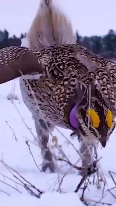 After a long and ugly divorce from Jeremy, Carla finally found joy again in her new hobby: tap dance!