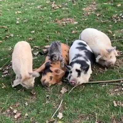 Yet another post with confusing omnis posting how 