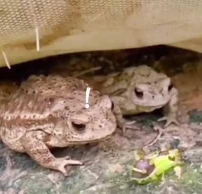 Toxins are one of the main reasons for regret in nature.