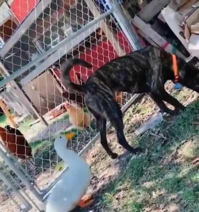 Agent Pecker takes out pooch.