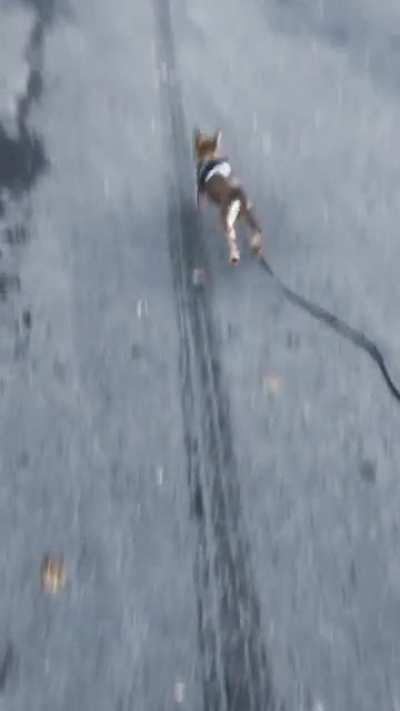 Dogs naturally fetch, yeah sure