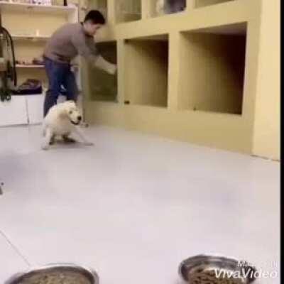 hiperaktif köpek temp