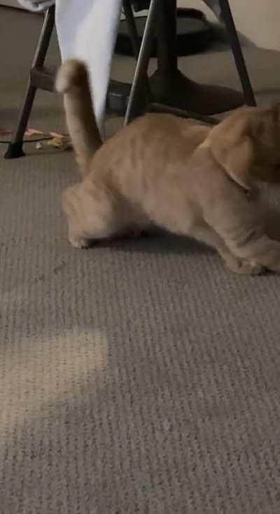 He sits on his toys and then loses his mind