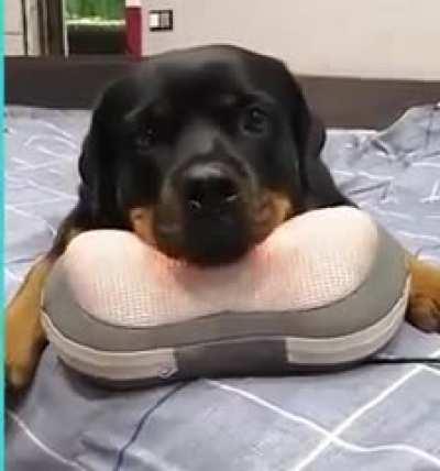 This dog is living his best life