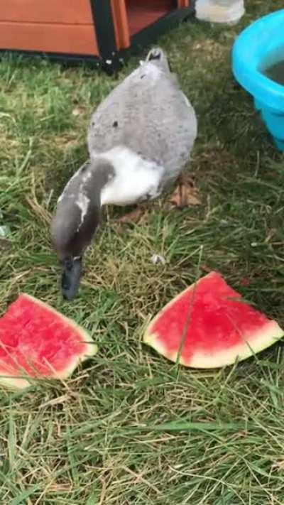 The Count enjoying some watermelon