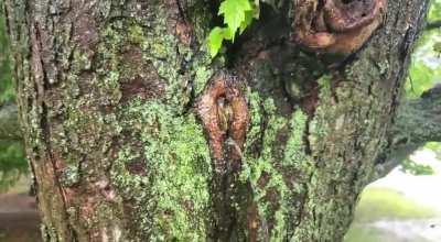 Thanks, I hate trees not being charged with public lewdness