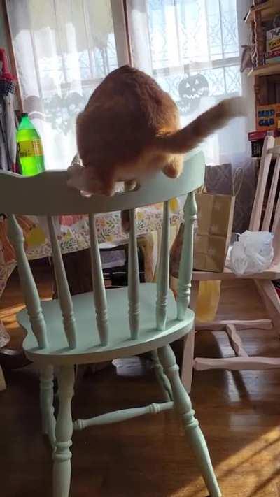 Cheese exercising her one brain cell HARD