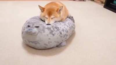 Shiba sleeping on a chunky seal pillow
