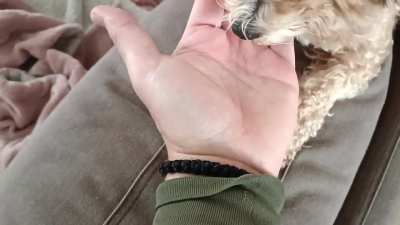 Teddy taking her medicine...