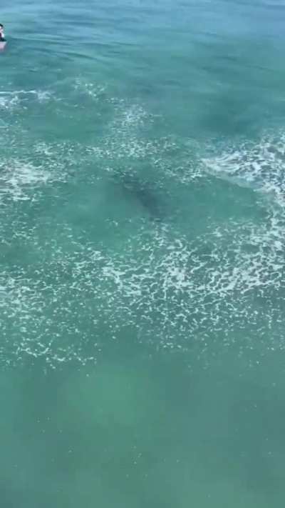 Surfers have no idea a Great White Shark is swimming very close to them