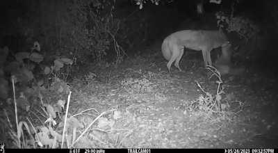 A coyote brutally kills a free-ranging cat