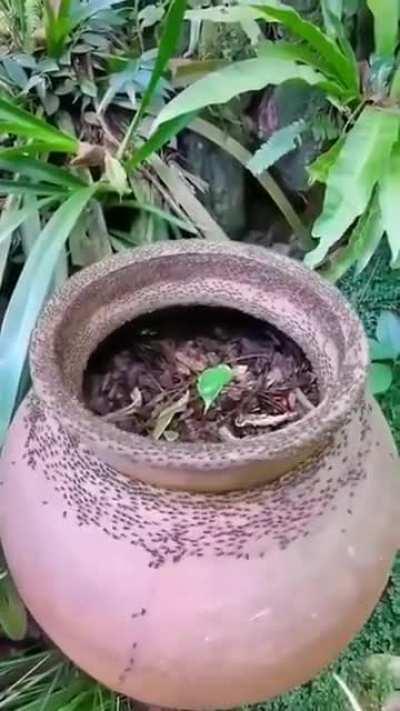 Some kind of ant ritual?