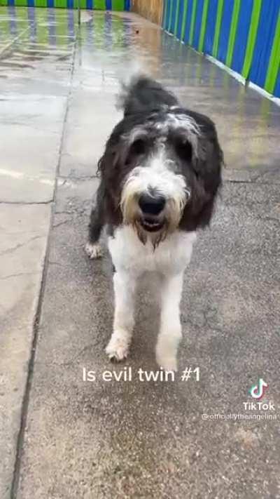 Even dogs have issues. [Not OC]