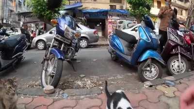 Man ends up feeding cats while looking for a barber shop in India.