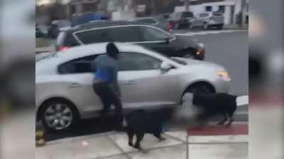 Man with gun saves child being mauled by dogs