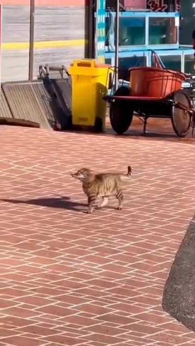 The proudest and most proper cat