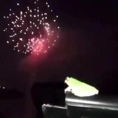 Frog vibing