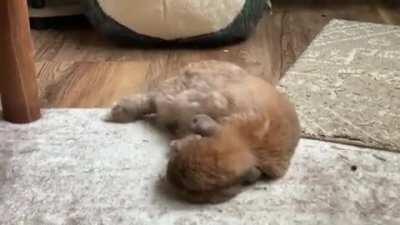 Ya’ll can’t appreciate how long it’s taken me to finally get a video of George flopping. And to get a yawn? Truly blessed this Sunday morning.