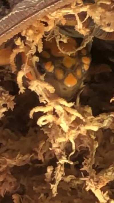 Me: Stares at Rose, cause cute. Rose: