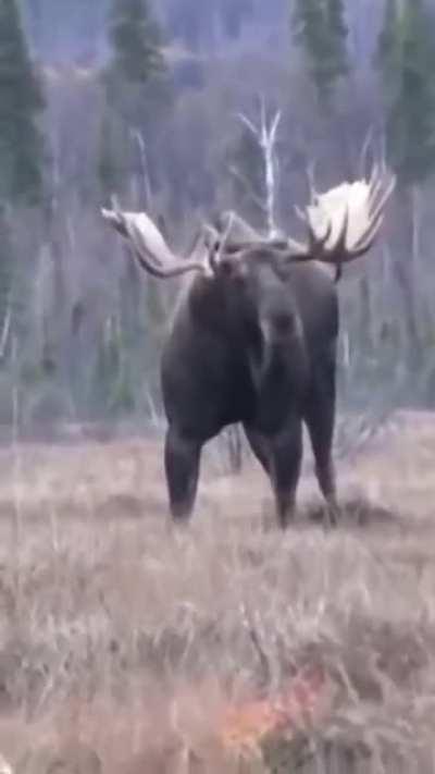this absolute unit