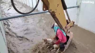 Man is dog's best friend.