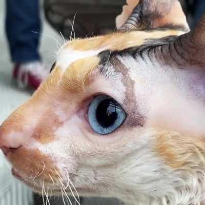 Our cat Aja’s Heterochromia attack eyes while birdwatching.