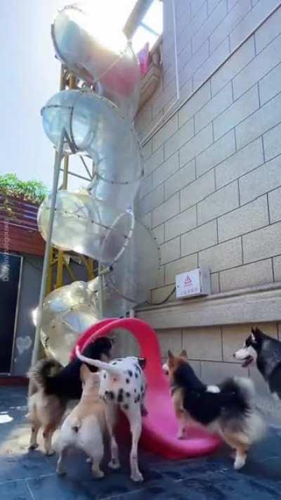 Peluditos del Bienestar