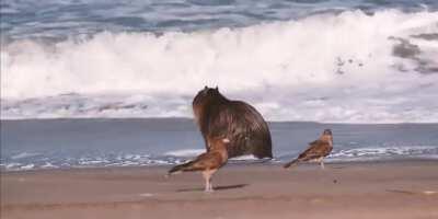Cuando al fin podes ir a la playa sin que te jodan pero te pones a pensar en todos tus hermanos enjaulados que no tienen la misma posibilidad.