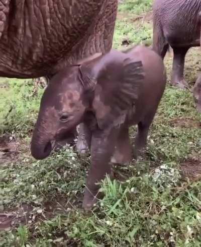 Mom was raised by humans, now its her turn to raise a baby.